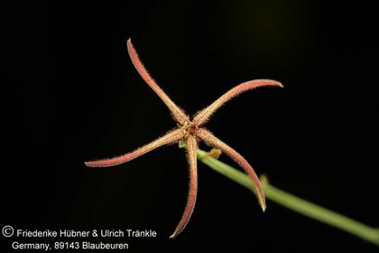 Caralluma gracilipes (FH07,184) 001 – Asclepidarium