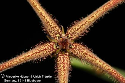 Caralluma gracilipes (FH07,184) 002 – Asclepidarium