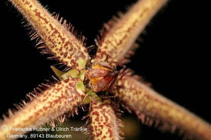 Caralluma gracilipes (FH07,184) 003 – Asclepidarium