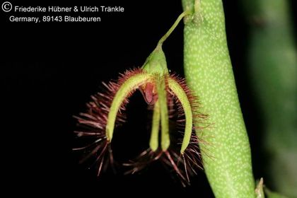Caralluma moniliformis (FH07,173) 001 – Asclepidarium