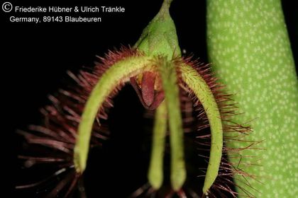 Caralluma moniliformis (FH07,173) 002 – Asclepidarium