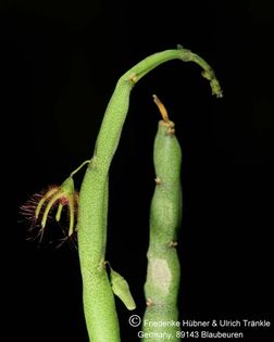 Caralluma moniliformis (FH07,173) 004 – Asclepidarium