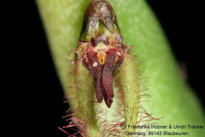 Caralluma moniliformis (FH08,050) 007 – Asclepidarium