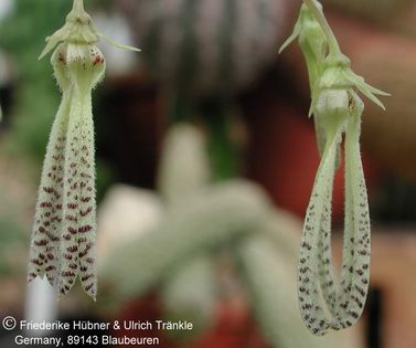 Caralluma peckii aff (Galgalo, Somalia) 3 – Asclepidarium