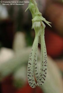 Caralluma peckii aff (Galgalo, Somalia) 4 – Asclepidarium
