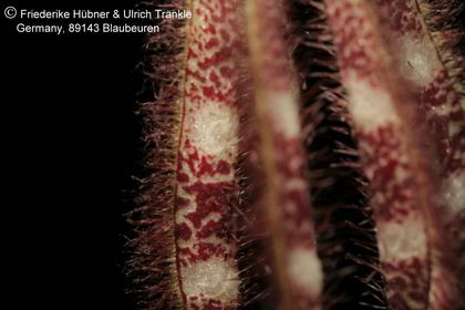 Caralluma sp (FH07,207) 003 – Asclepidarium
