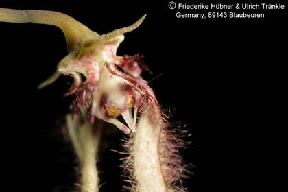 Caralluma sp (FH07,207) 005 – Asclepidarium