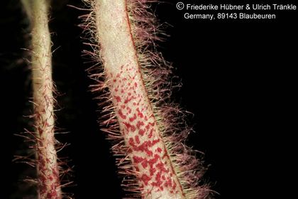 Caralluma sp (FH07,207) 007 – Asclepidarium