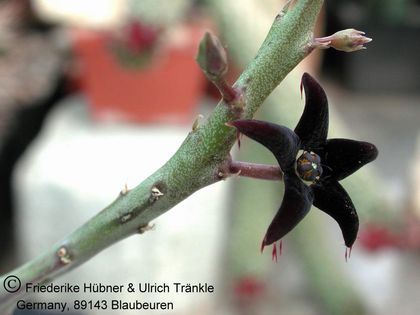 Caralluma stalagmifera (Chettinad, ca. 80 km S Madras India) 1 – Asclepidarium