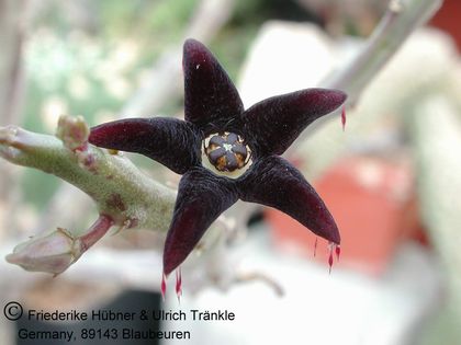 Caralluma stalagmifera (Chettinad, ca. 80 km S Madras India) 2 – Asclepidarium