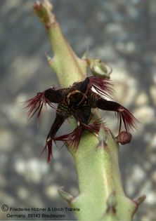 Caralluma subulata (Saudi-Arabia, Muyhail) (FH05,026) 002 – Asclepidarium