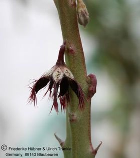 Caralluma subulata (Saudi-Arabia, Muyhail) (FH05,026) 004 – Asclepidarium