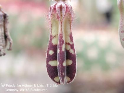 Caralluma turneri subsp. turneri 001 – Asclepidarium