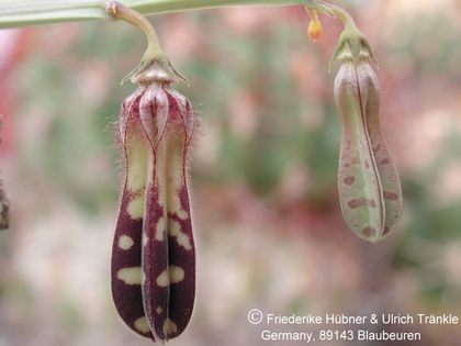 Caralluma turneri subsp. turneri 002 – Asclepidarium