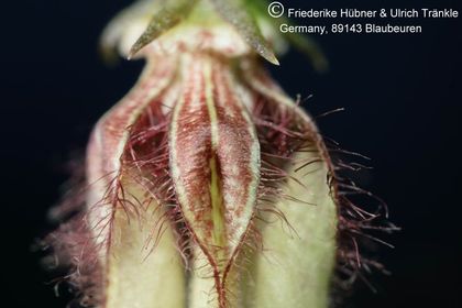 Caralluma turneri subsp. turneri (FH04,067) 003 – Asclepidarium