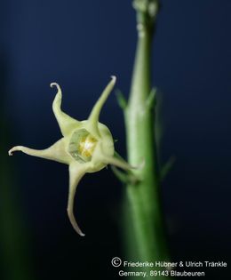 Caudanthera edulis Somalia (FH05,024) 001 – Asclepidarium