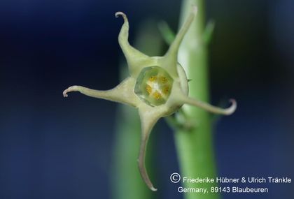 Caudanthera edulis Somalia (FH05,024) 006 – Asclepidarium