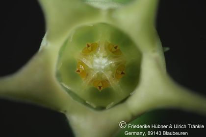 Caudanthera edulis Somalia (FH05,024) 010 – Asclepidarium