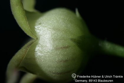 Caudanthera edulis Somalia (FH05,024) 011 – Asclepidarium