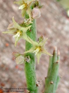 Caudanthera sinaica Blüte nah – Asclepidarium