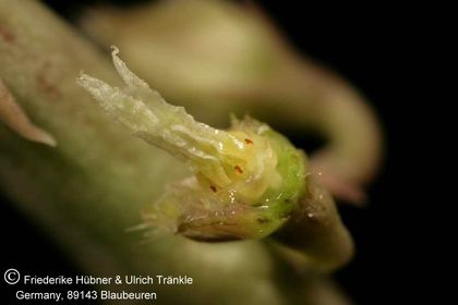 Caudanthera sinaica (En Gedi, Totes Meer, Israel) (FH00,011) 007 – Asclepidarium