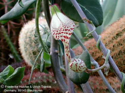 Ceropegia albisepta 1 – Asclepidarium