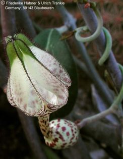Ceropegia albisepta 3 – Asclepidarium
