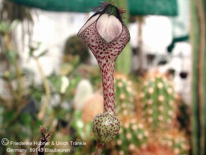 Ceropegia albisepta (ex E. Geiger) 1 – Asclepidarium