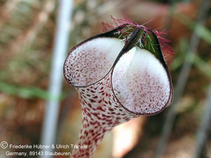 Ceropegia albisepta (ex E. Geiger) 4 – Asclepidarium