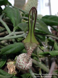 Ceropegia albisepta syn. Ceropegia robynsiana HT 2 – Asclepidarium