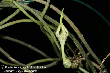Ceropegia arabica (Jabel Fayfa) (FH02,050) 001 – Asclepidarium