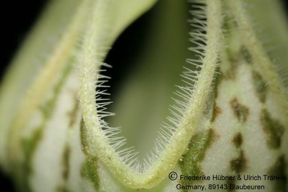 Ceropegia arabica (Jabel Fayfa) (FH02,050) 003 – Asclepidarium