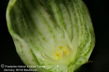 Ceropegia arabica (Jabel Fayfa) (FH02,050) 005 – Asclepidarium