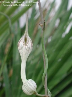 Ceropegia arabica subsp arabica – Asclepidarium