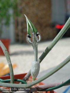 Ceropegia arabica subsp superba Blüte 4 – Asclepidarium