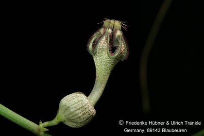 Ceropegia arabica var poywseii (FH09,127) 001 – Asclepidarium