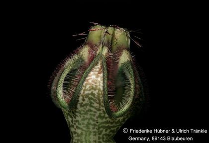 Ceropegia arabica var poywseii (FH09,127) (stacking) 002 – Asclepidarium