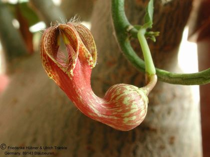 Ceropegia aristolochioides Blüte nah 2 – Asclepidarium
