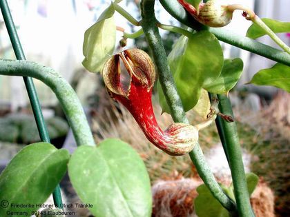 Ceropegia aristolochioides ssp aristolochioides – Asclepidarium