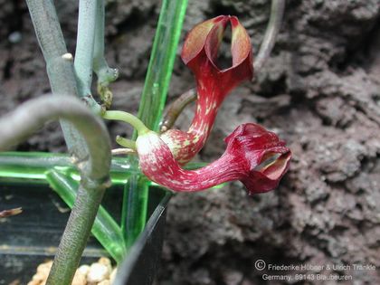 Ceropegia aristolochioides ssp deflersiana 3 – Asclepidarium