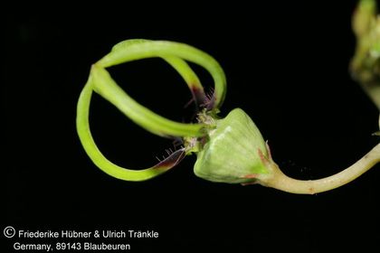 Ceropegia armandii (FH07,248) 002 – Asclepidarium