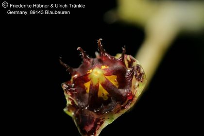Ceropegia armandii (FH07,248) 006 – Asclepidarium