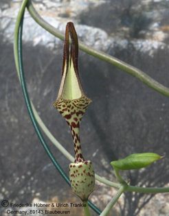 Ceropegia ballyana 001 – Asclepidarium