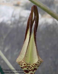 Ceropegia ballyana 002 – Asclepidarium