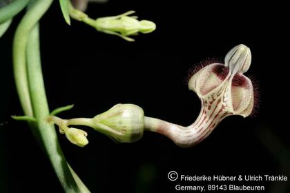 Ceropegia botrys 001 – Asclepidarium