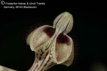 Ceropegia botrys 003 – Asclepidarium