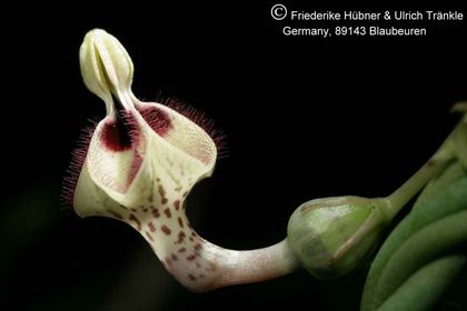 Ceropegia botrys (sec clone) 001 – Asclepidarium