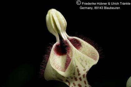 Ceropegia botrys (sec clone) 002 – Asclepidarium