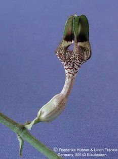 Ceropegia calyi 1 – Asclepidarium