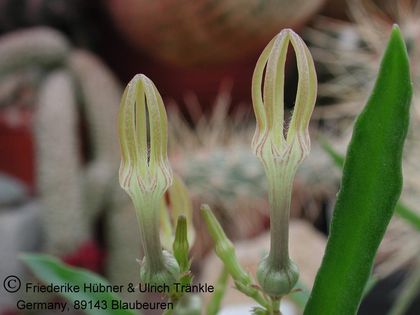 Ceropegia cancellata (Grahamstown RSA) 1 – Asclepidarium